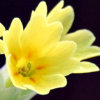 primula veris - abriachan nurseries